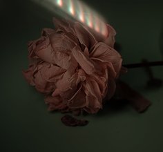 枯萎的花 設計案例賞析與免費商用資源指南